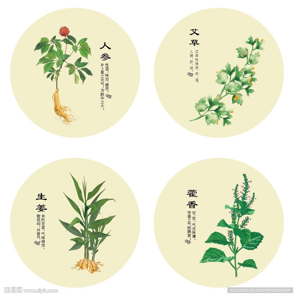 艾草藿香人参生姜中药矢量图