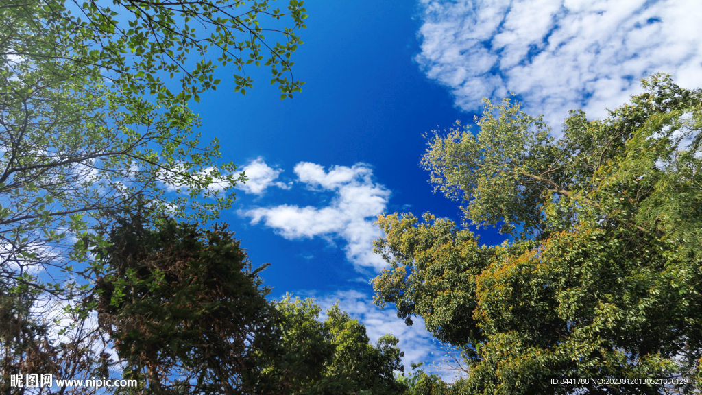 仰视蓝天白云树木