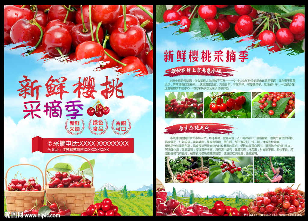 新鲜樱桃采摘季