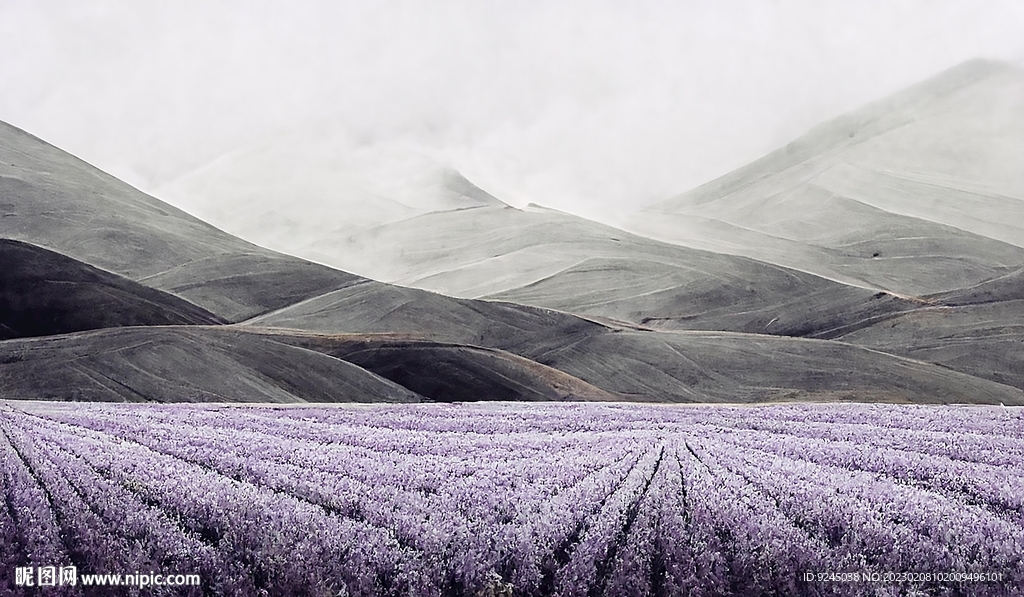 北欧现代轻奢薰衣草花海装饰画