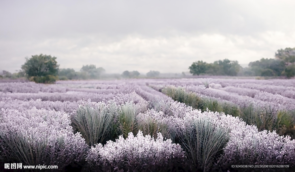 北欧现代轻奢薰衣草花海装饰画
