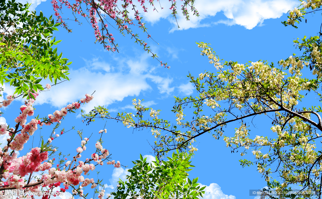蓝天白云 樱花 树枝