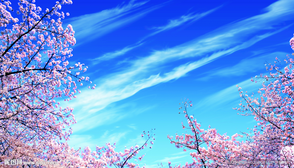 蓝天白云樱花
