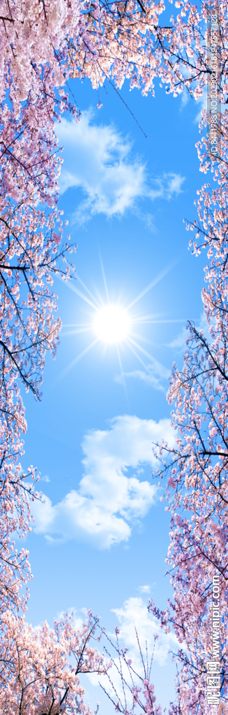 蓝天白云 樱花
