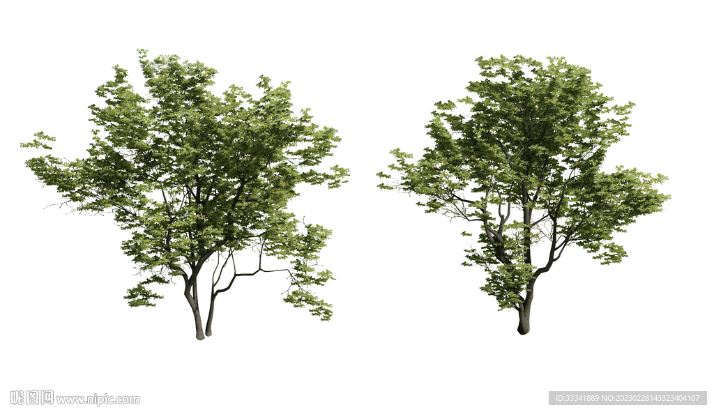 园林景观丛生朴树鸟瞰素材