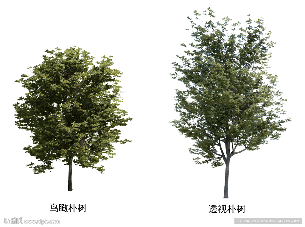 园林植物朴树素材