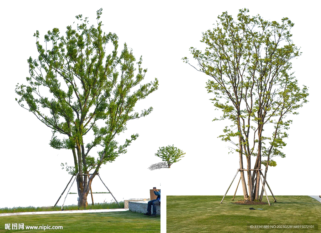 实景丛生朴树免抠PSD素材