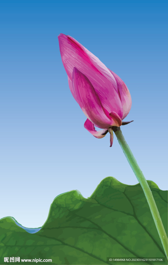 荷花插画矢量图