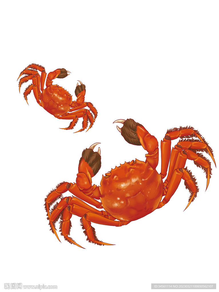 原创手绘海鲜红色大闸蟹元素插画