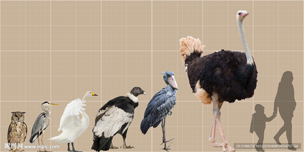 鸟类高度对比