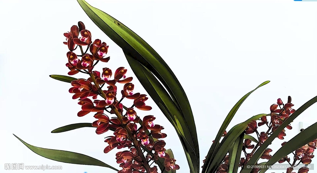 兰花开放延时摄影