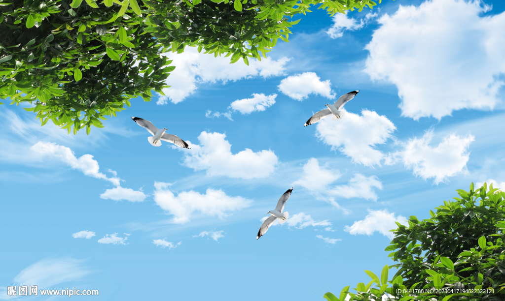 蓝天白云桂花树