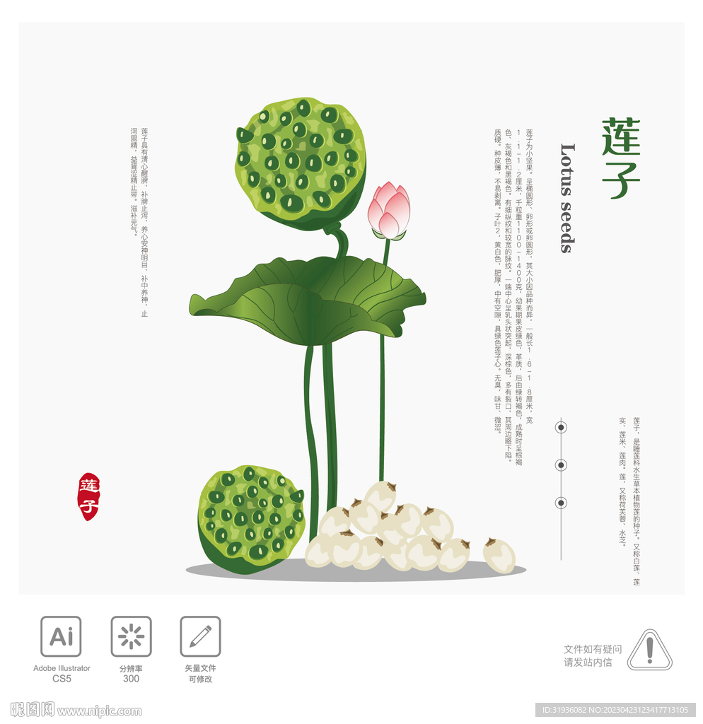 莲子 插画
