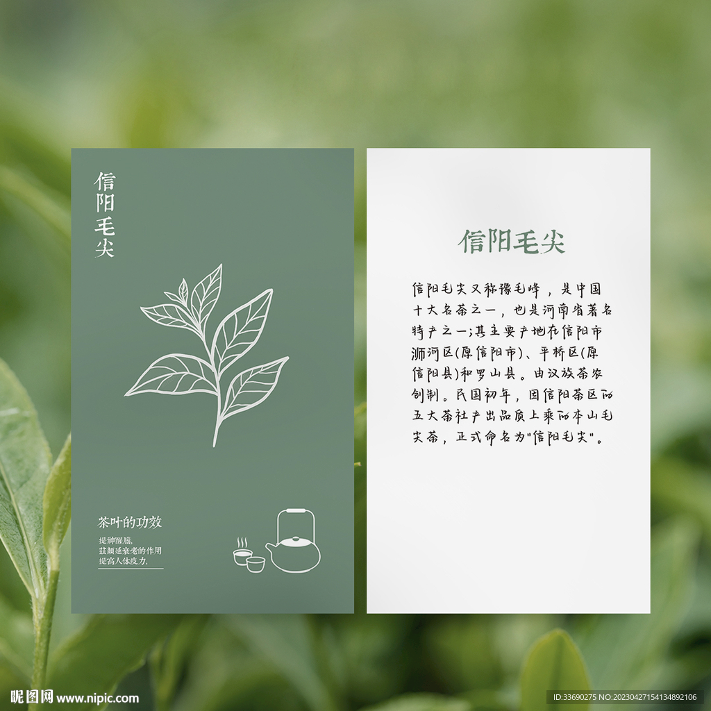 信阳毛尖茶叶介绍卡片名片设计