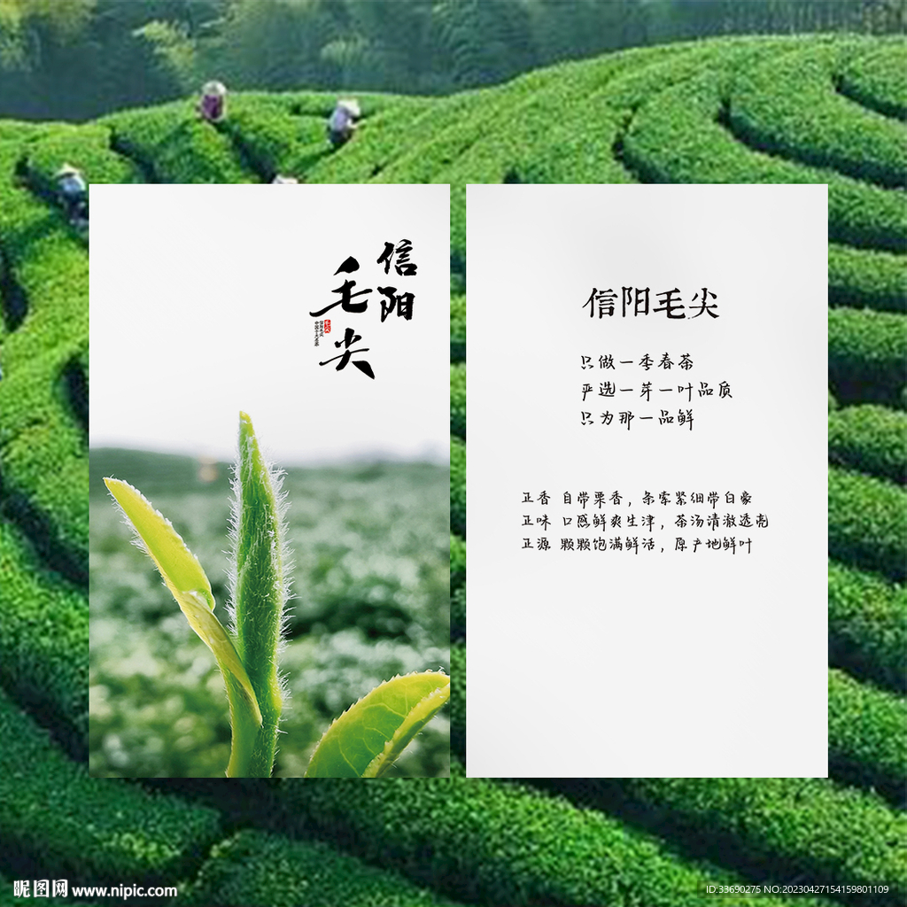 信阳毛尖茶叶介绍卡片名片设计