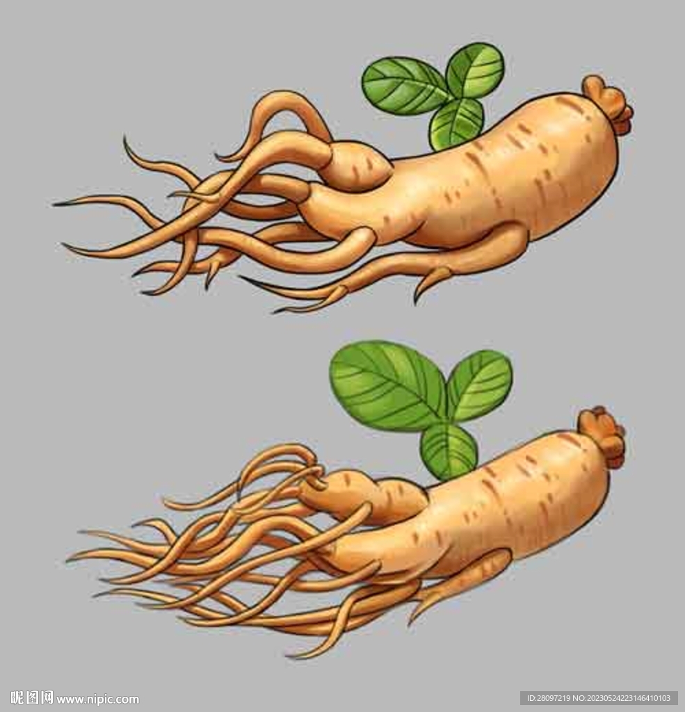 手绘人参漫画