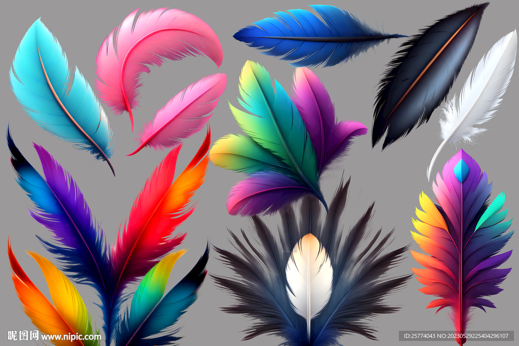 彩色的羽毛