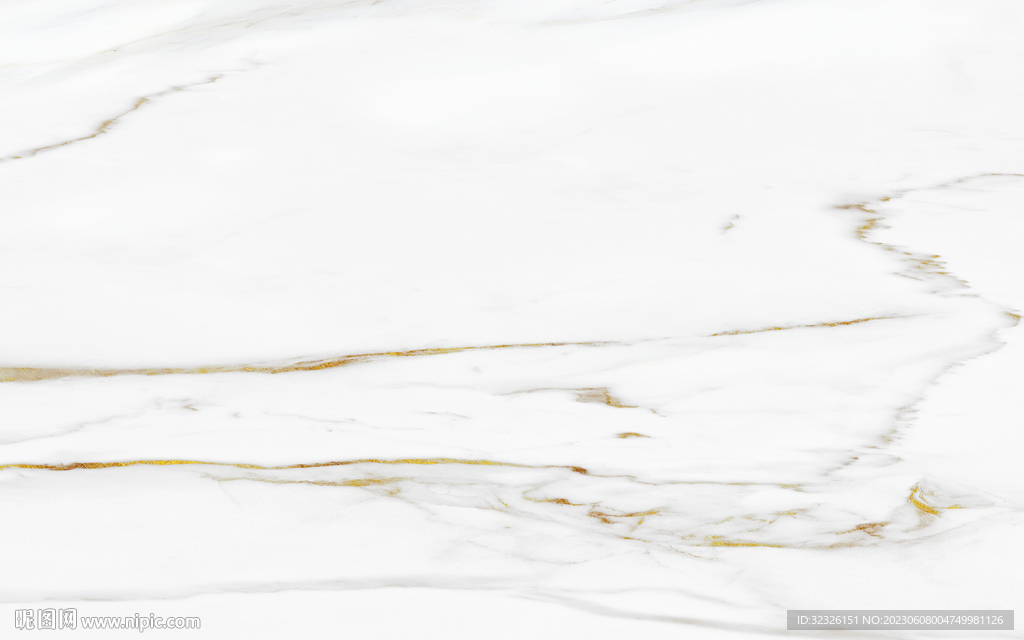 高档 金线新鱼肚白 tIF合层