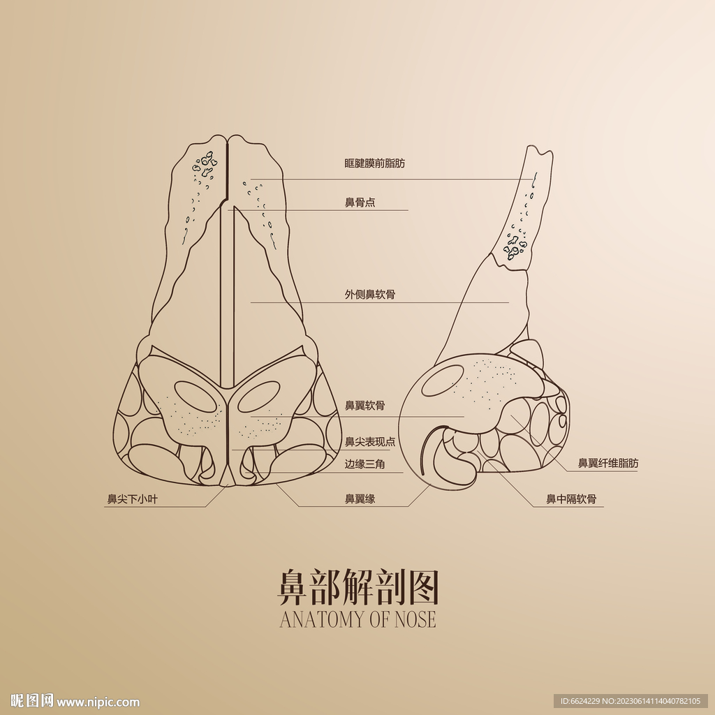鼻部解剖图