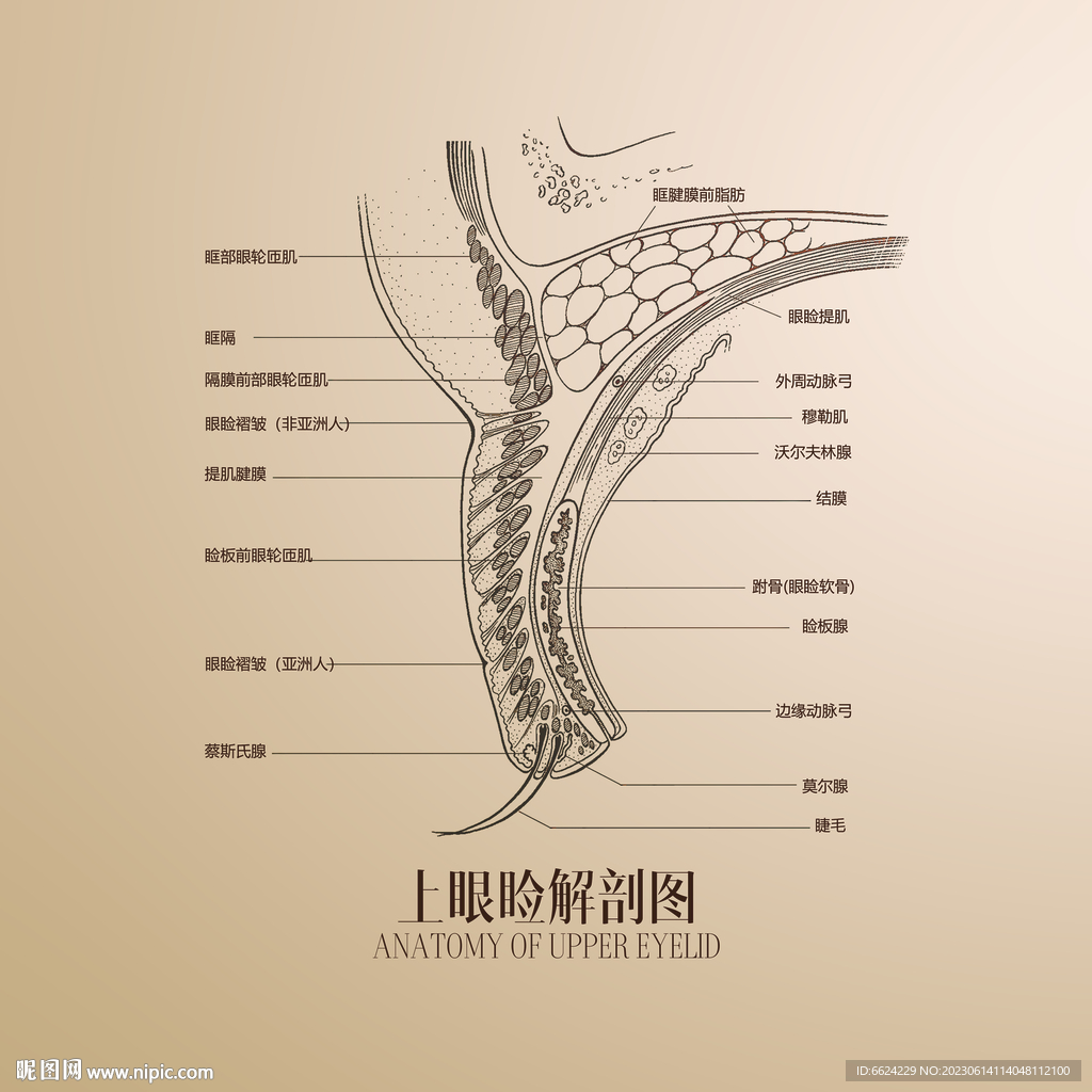 上眼睑解剖图