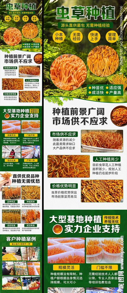 虫草花种植