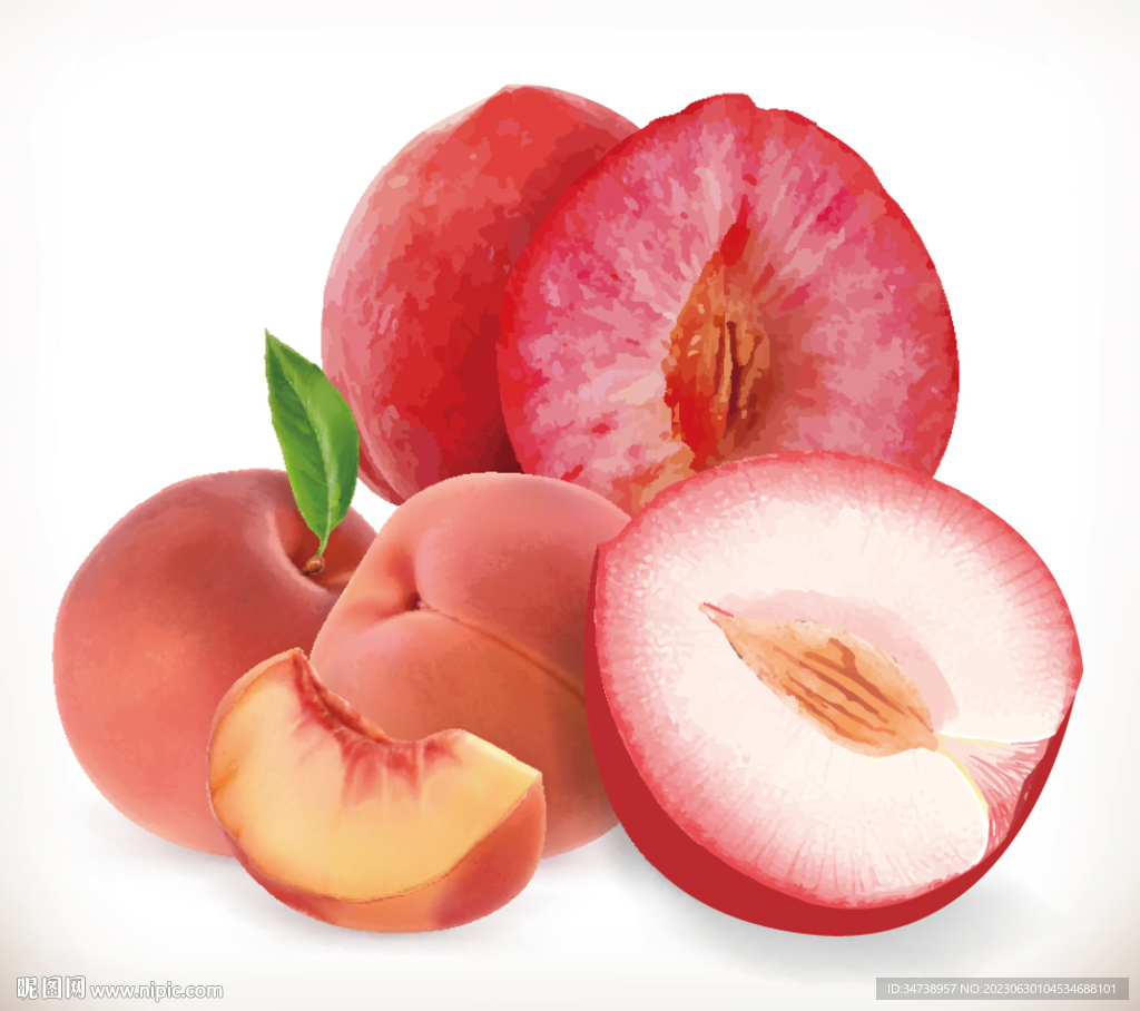 矢量手绘写实桃子 