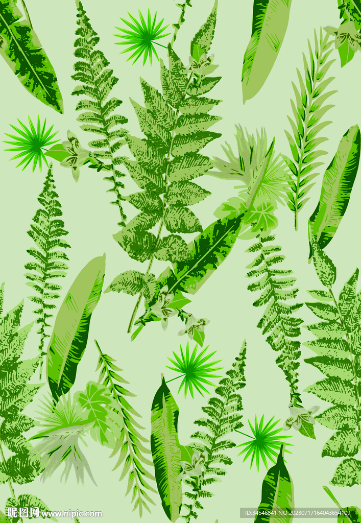 网红热带植物叶子