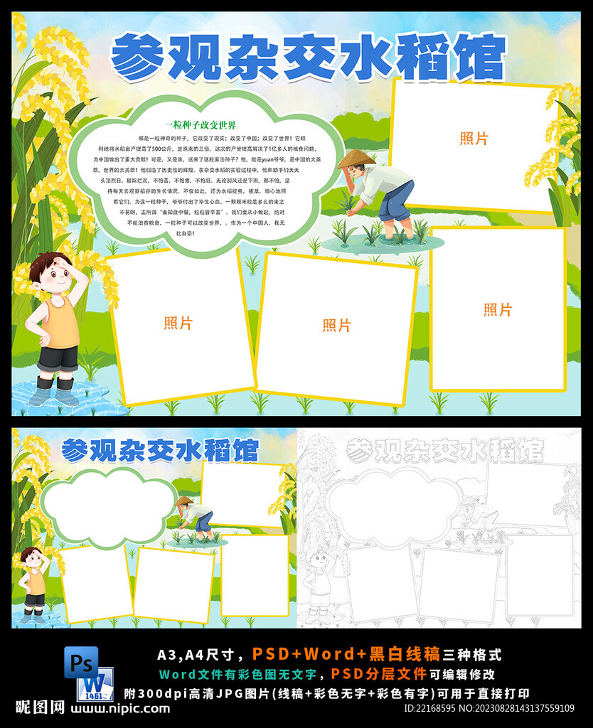 杂交水稻光盘行动节约粮食小报