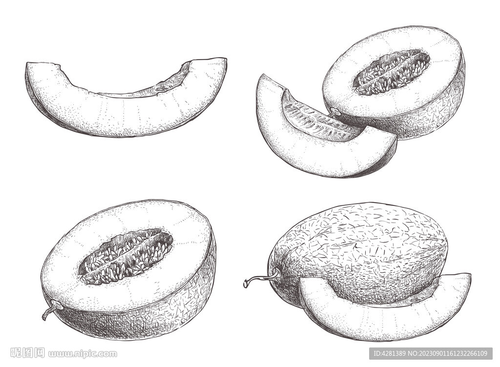 哈密瓜素描插画