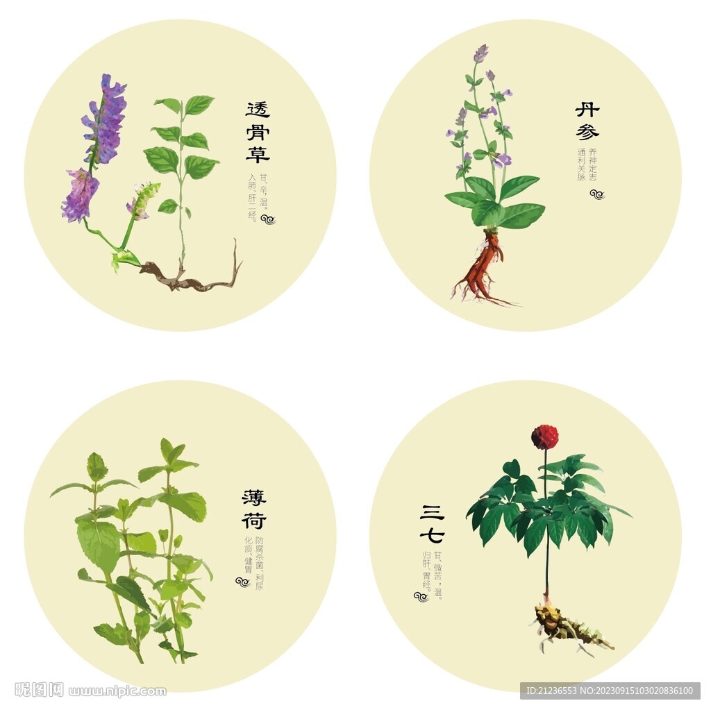 透骨草丹参薄荷三七中药矢量图