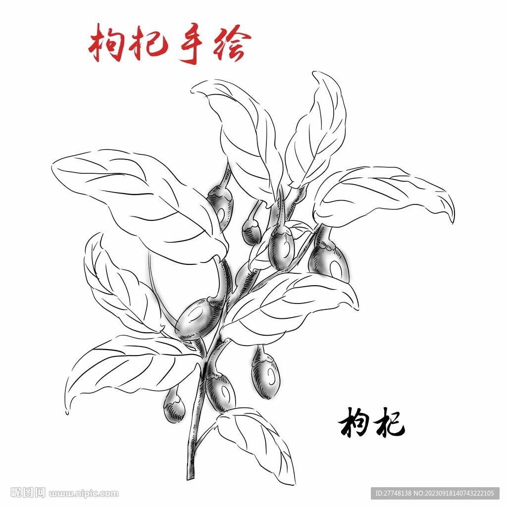 枸杞手绘