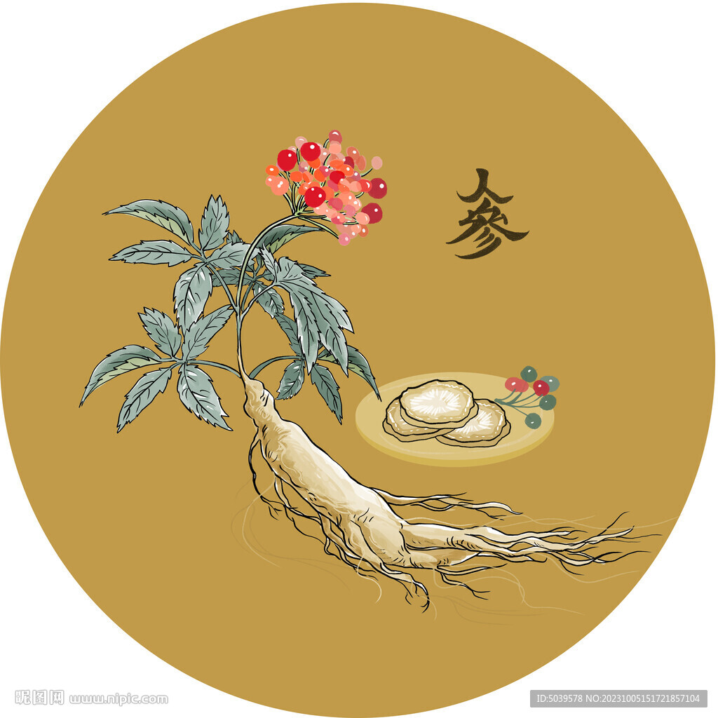 人参插图元素