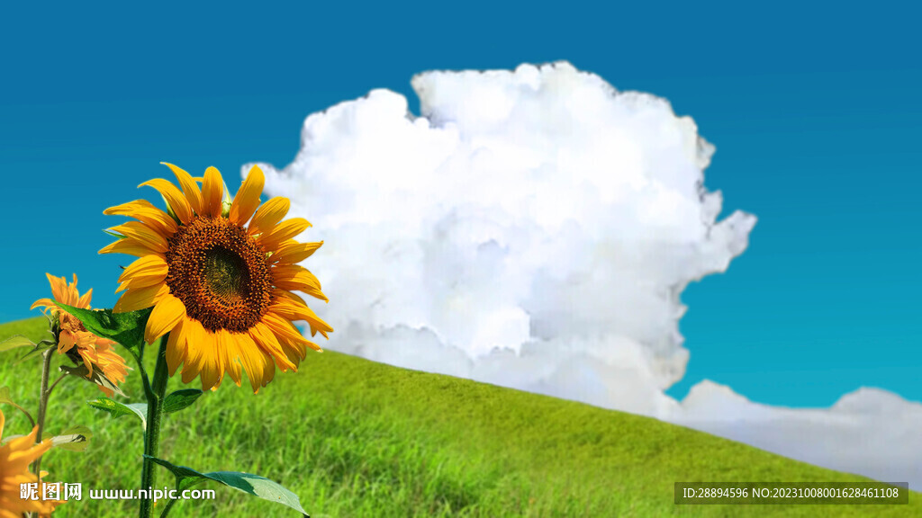 蓝天白云下向日葵