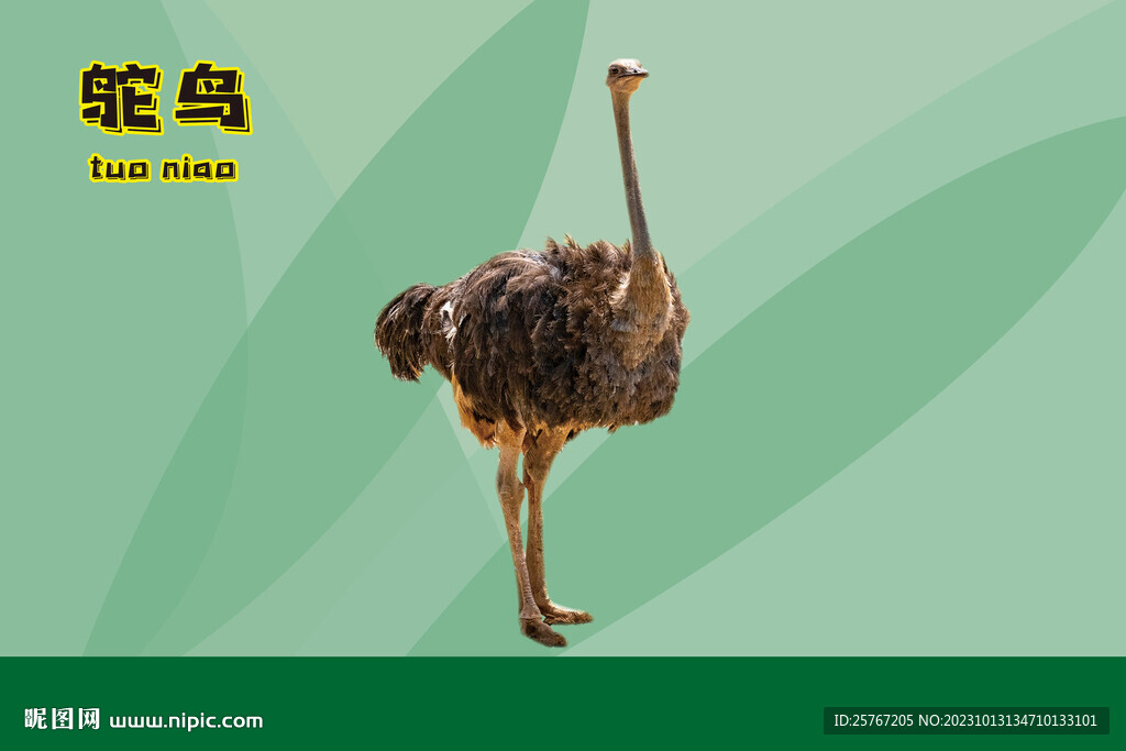 动物展板鸵鸟介绍绿色动物世界