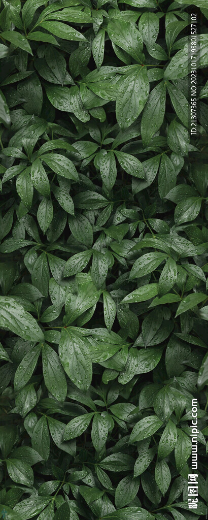 绿植绿色背景图片