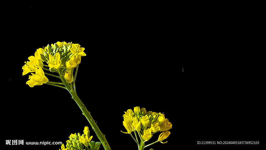 白菜花开延时摄影