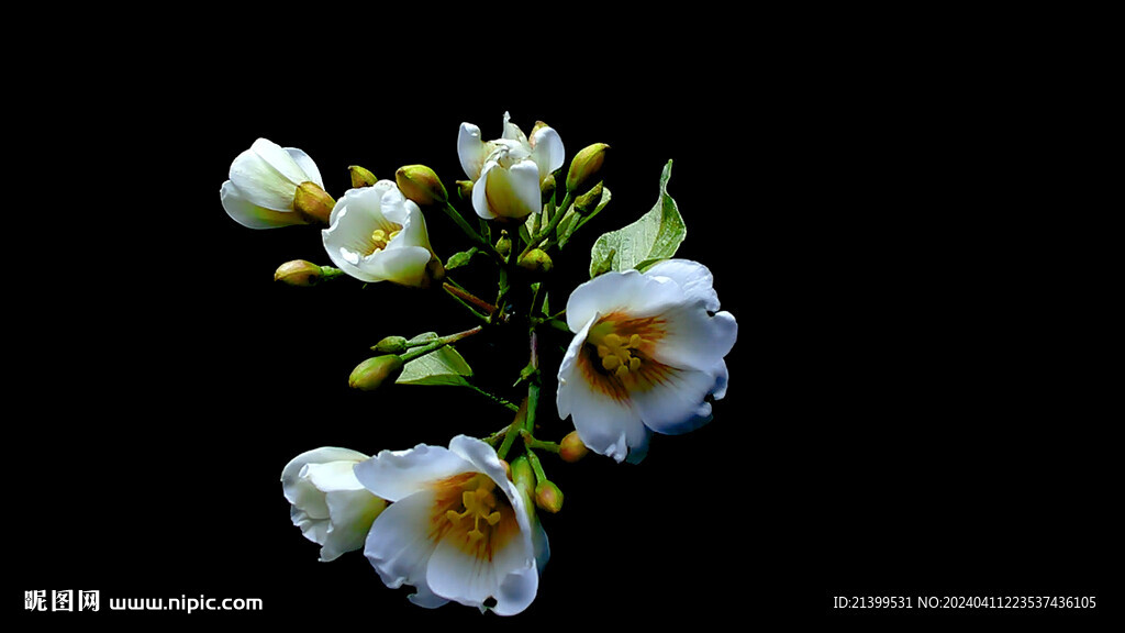 桐子花花延时摄影