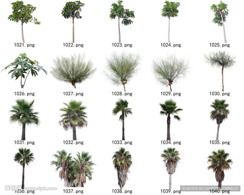 免扣高清景观树常用乔木贴图素材