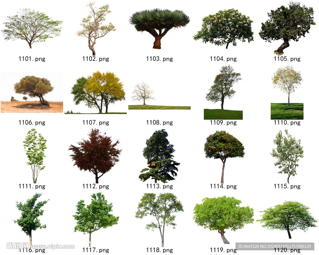 免扣高清景观树常用乔木贴图素材