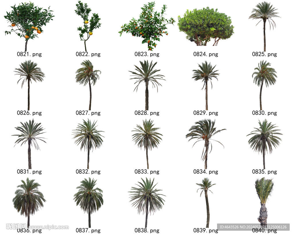 免扣高清景观树常用乔木贴图素材