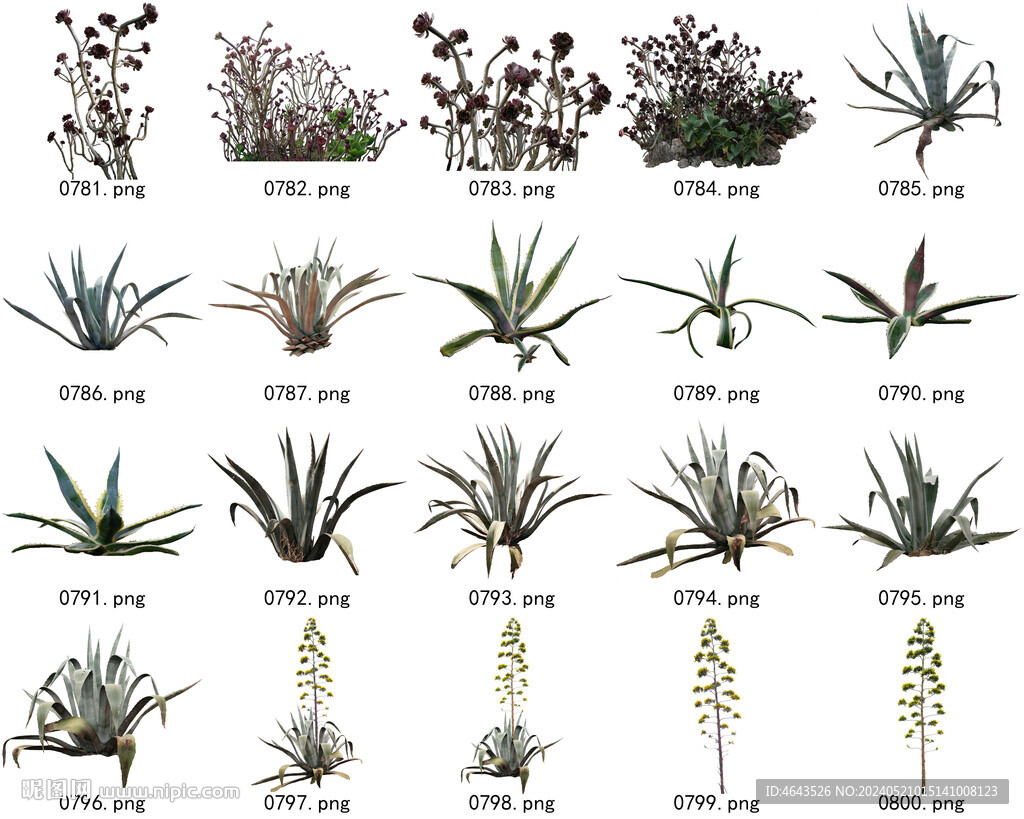 免扣高清景观树常用乔木贴图素材