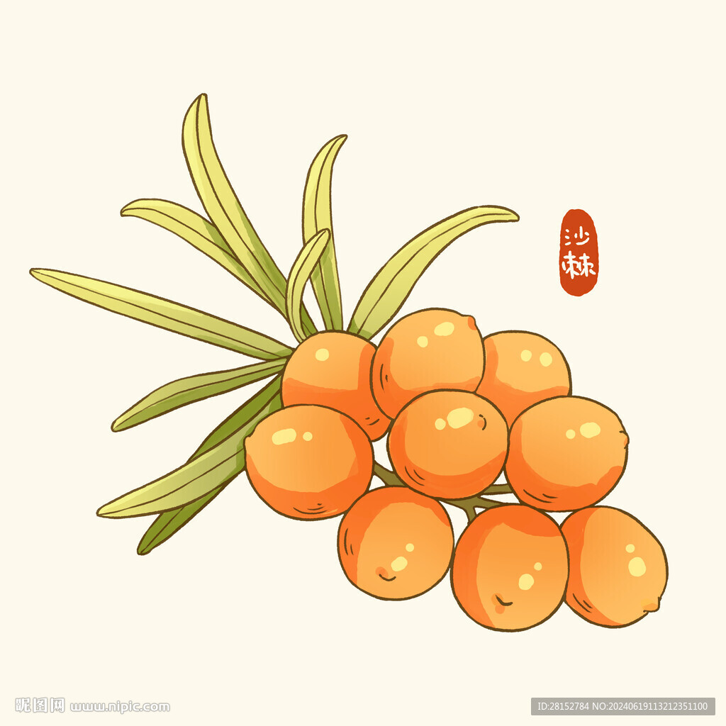 沙棘插画