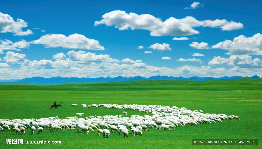 草原 牧羊