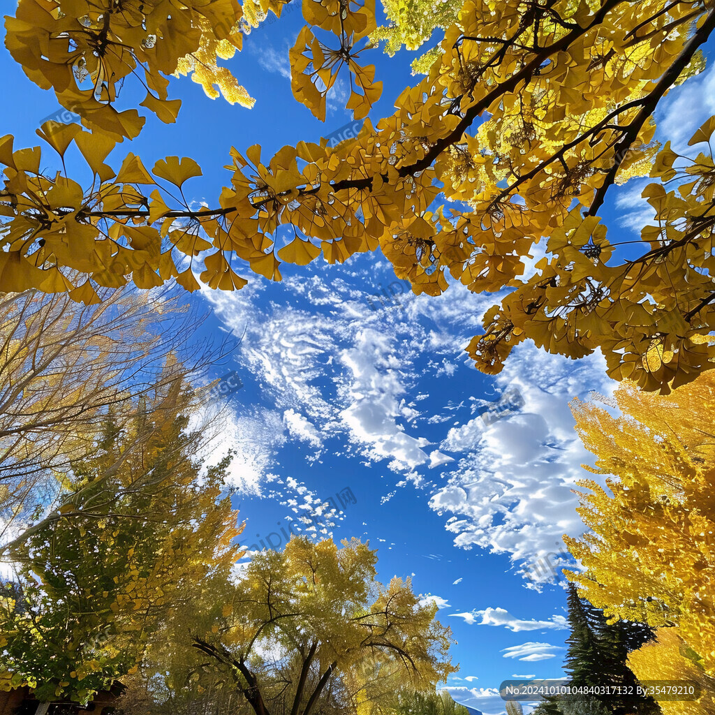 黄色树叶蓝天白云