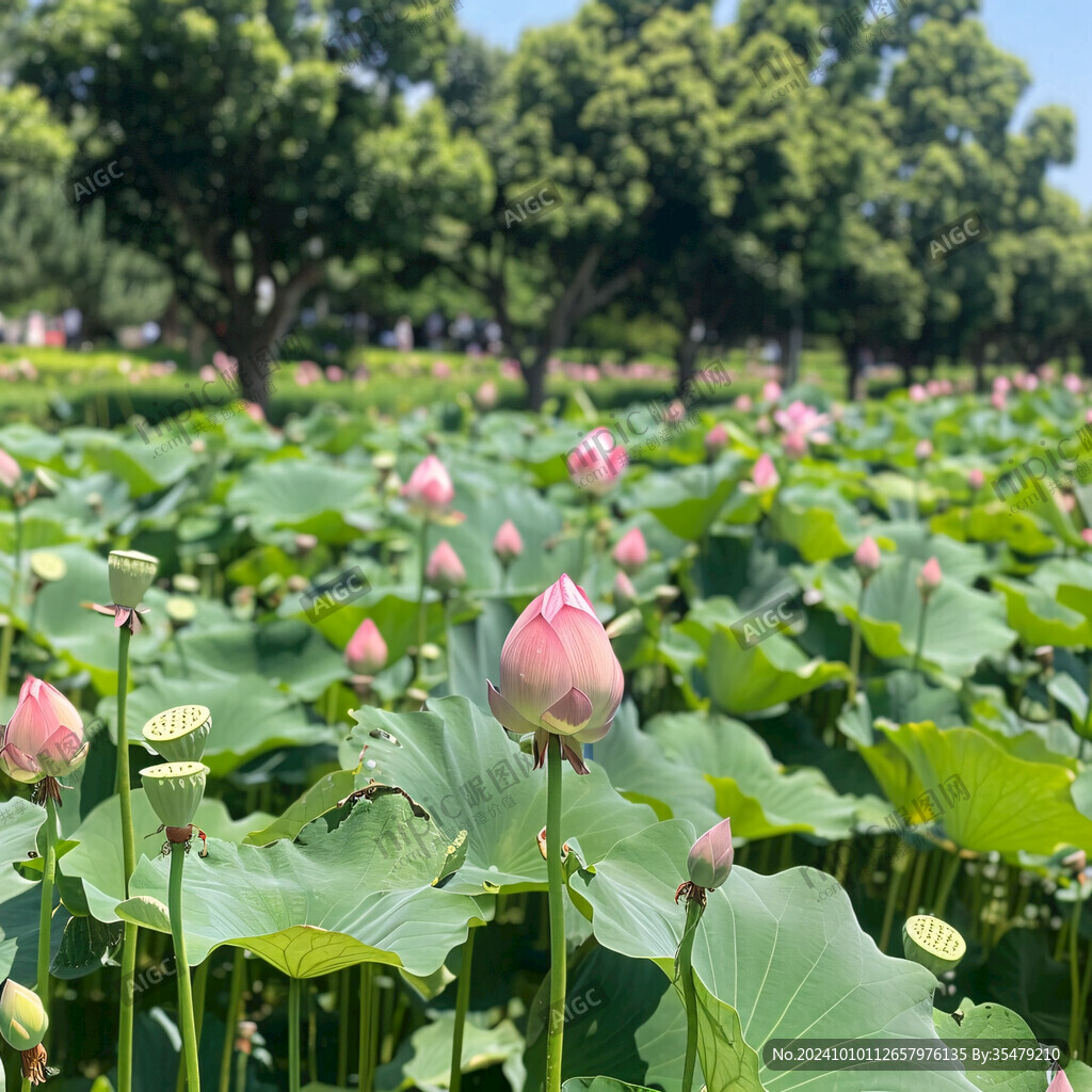 海湾森林公园荷花池