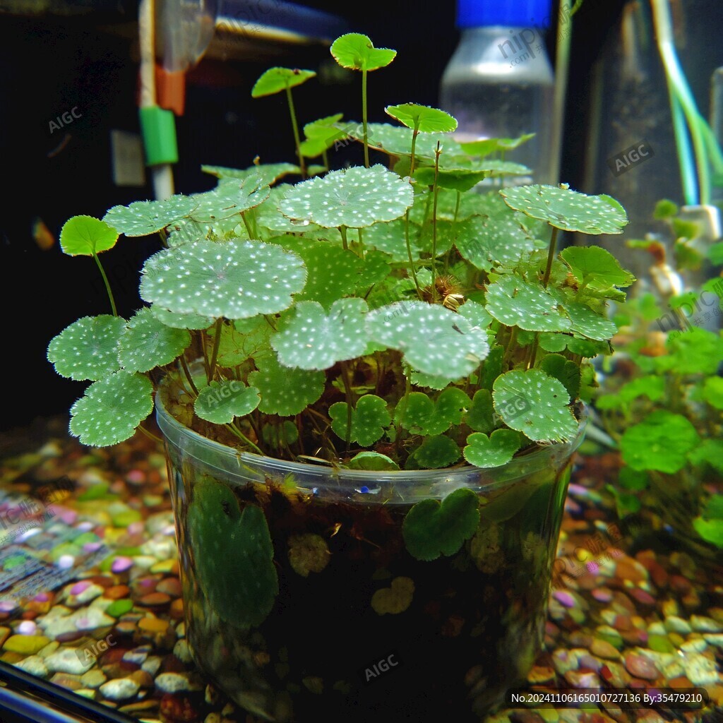 水生植物马蹄金