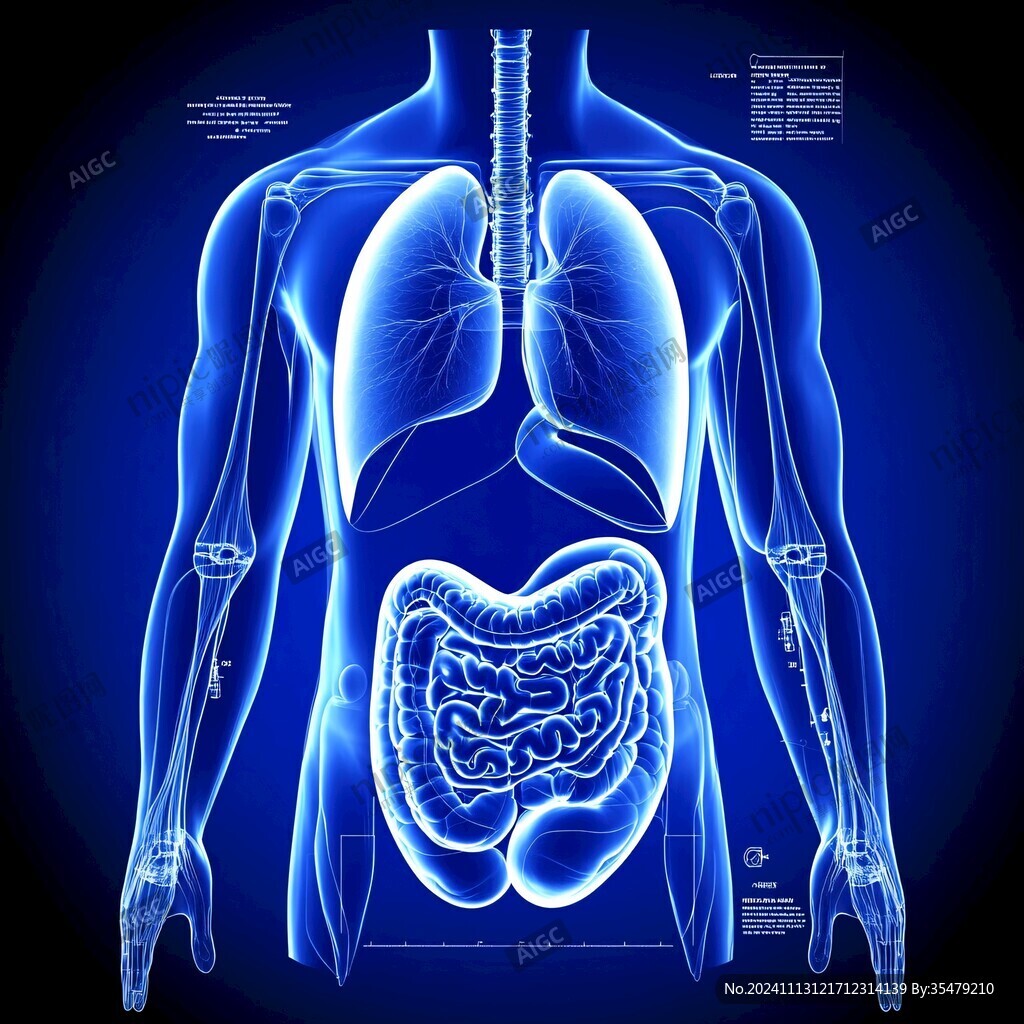 消化系统素材