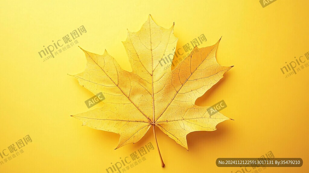 黄色一片枫叶