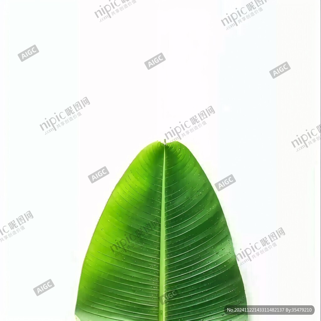 北欧风芭蕉叶