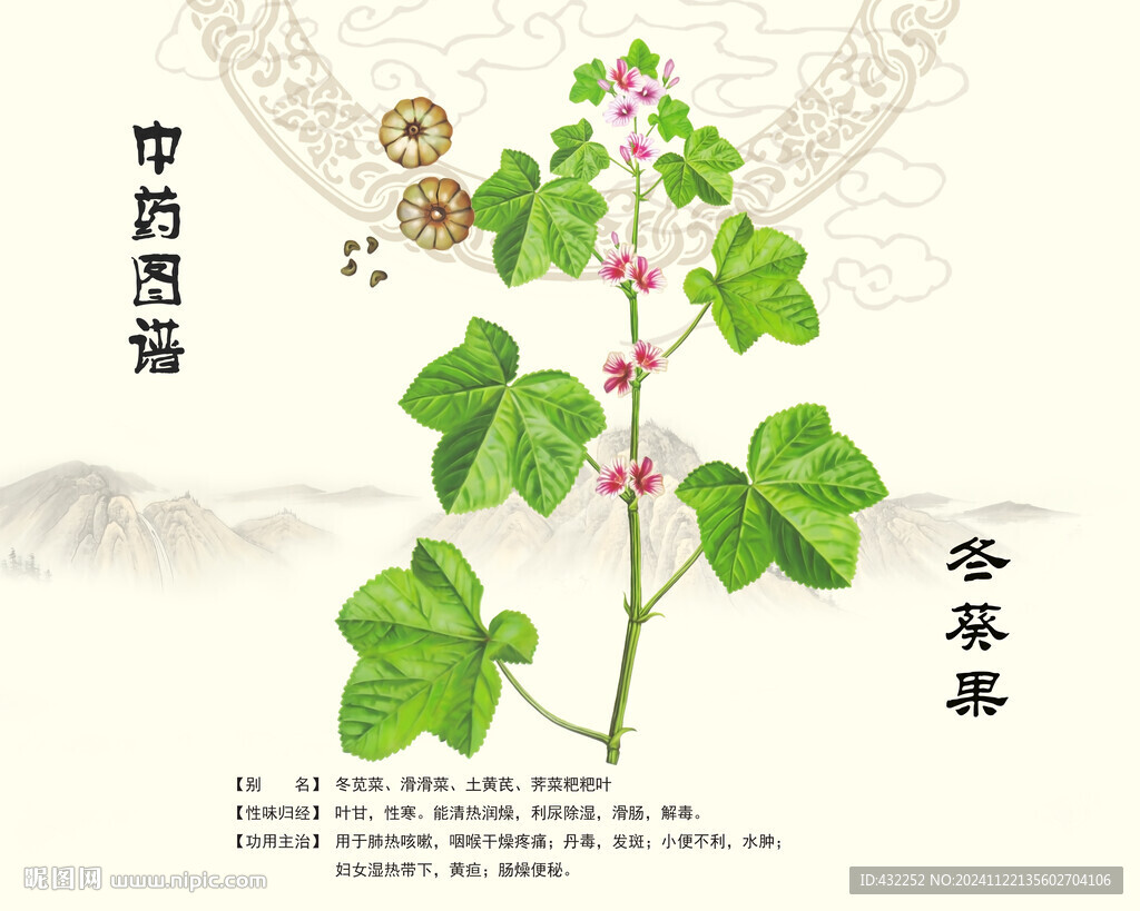 冬葵果中药冬葵子